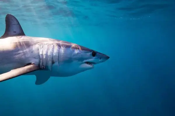 Daily Current Affairs Update | 09 September 2021 8 Sharks Rays Daily Current Affairs Update | 09 September 2021