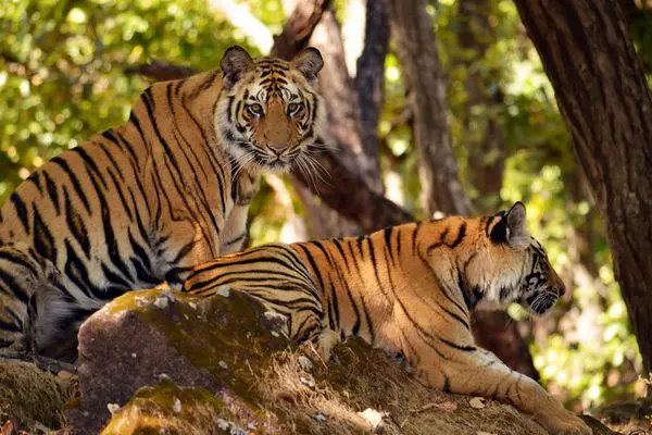 Tiger B Navaneethan Bandhavgarh Daily Current Affairs Update | 11 October 2021