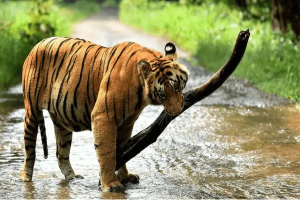 Daily Current Affairs Update | 05 October 2021 5 Pilibhit Tiger Reserve Reopens For Visitors Daily Current Affairs Update | 05 October 2021