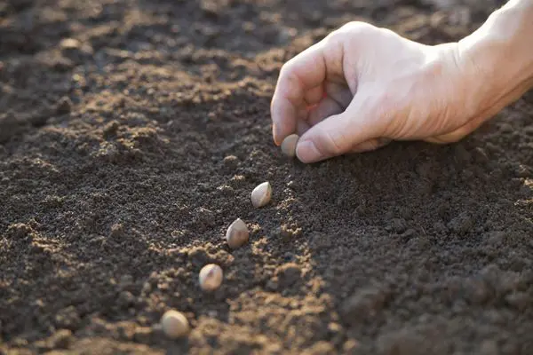 Daily Current Affairs Update | 03 November 2021 7 Seed Sowing Daily Current Affairs Update | 03 November 2021